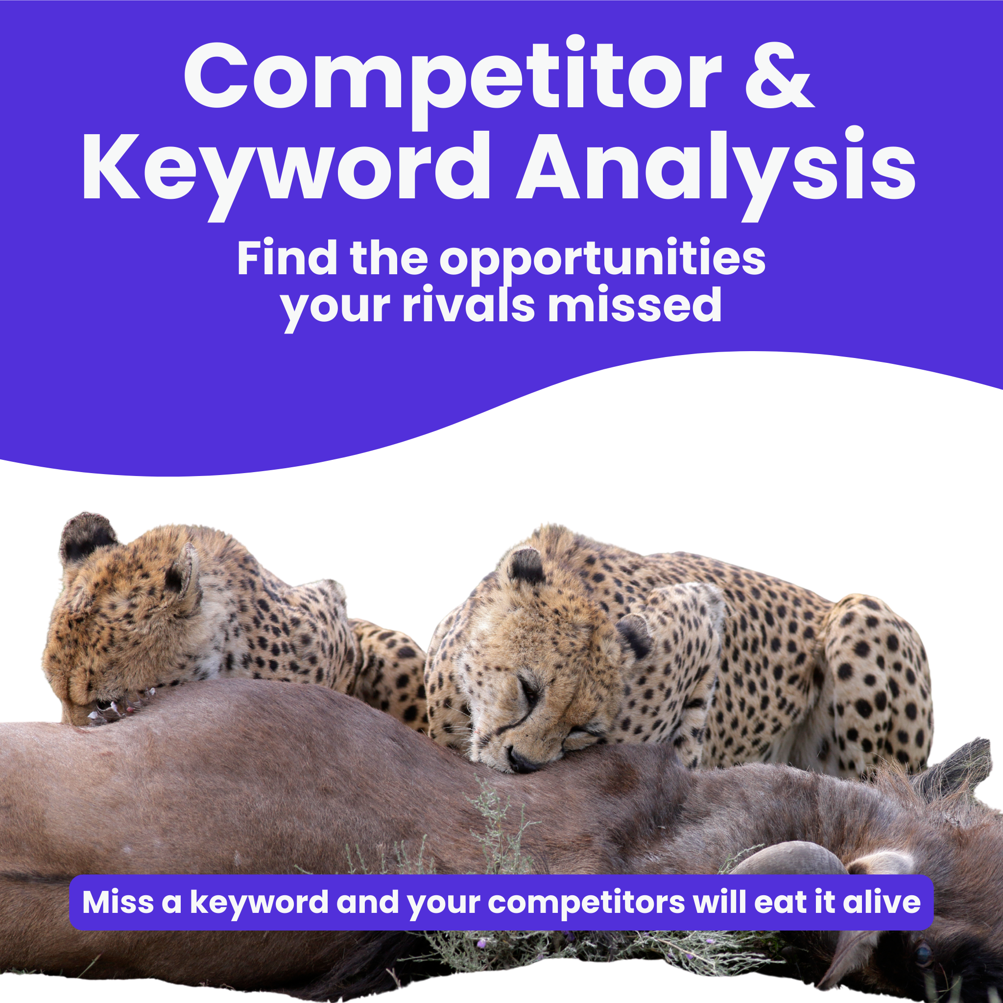 Competitor & keyword gap analysis